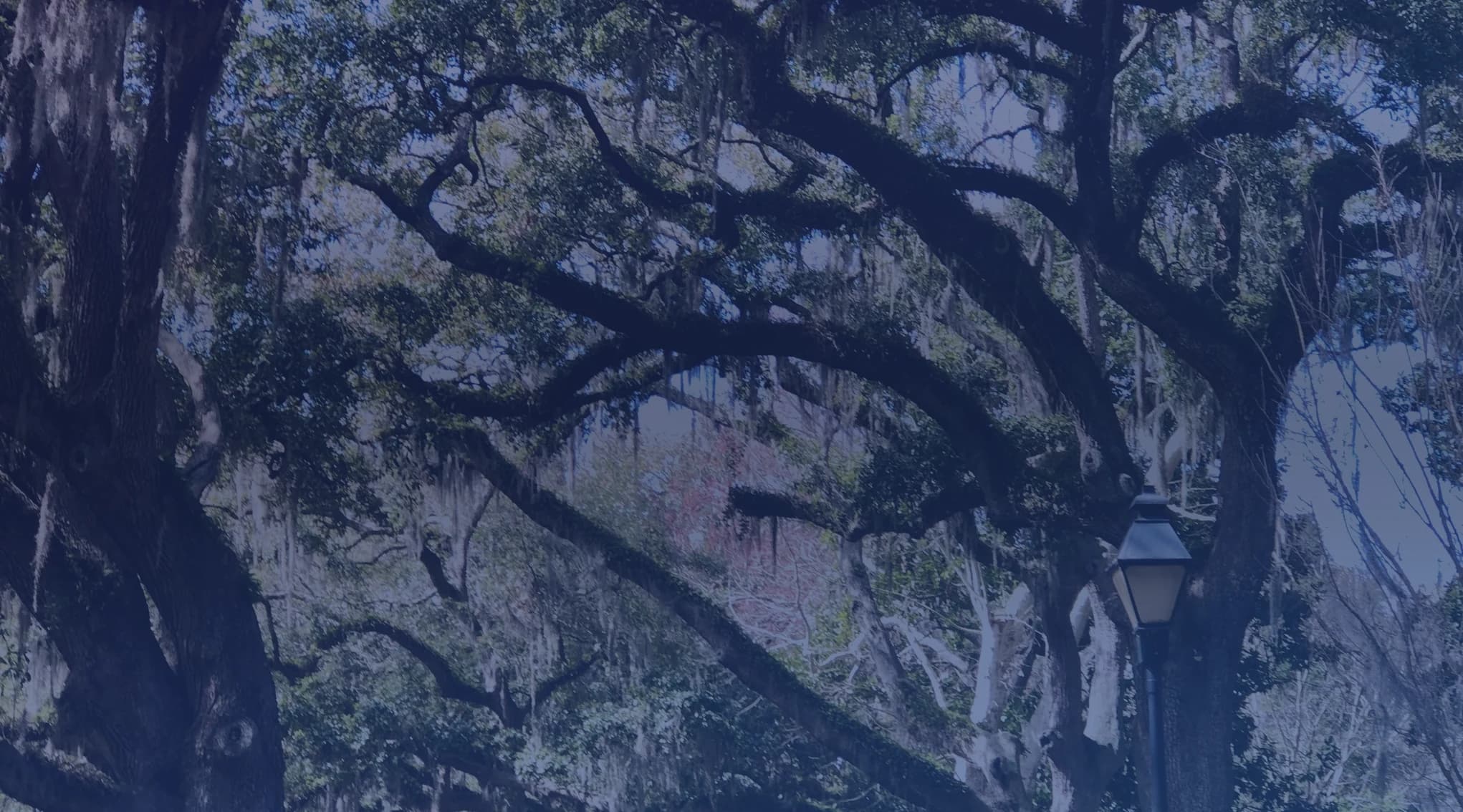 Live oak trees draped in Spanish moss arching over a quiet Georgia street with an old-fashioned lamppost