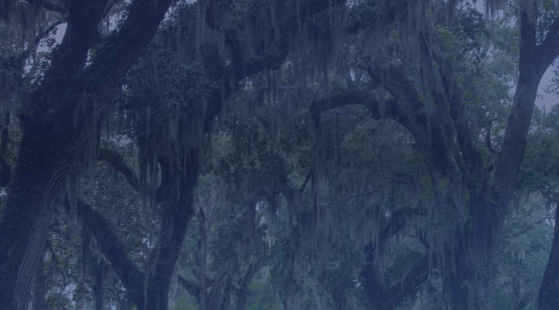A road running beneath an arch of live oak trees draped with Spanish moss in the Georgia lowcountry.