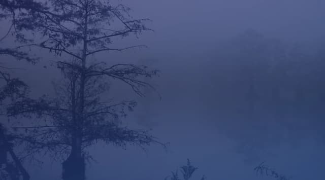 Misty cypress trees rising from a Louisiana swamp at dawn, representing the bayou landscape near Barksdale Air Force Base and Bossier City