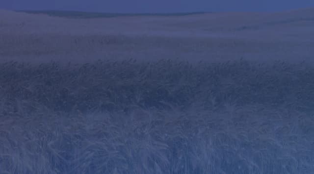 Golden wheat and grain stalks swaying in a breeze across rolling plains under a wide Kansas sky