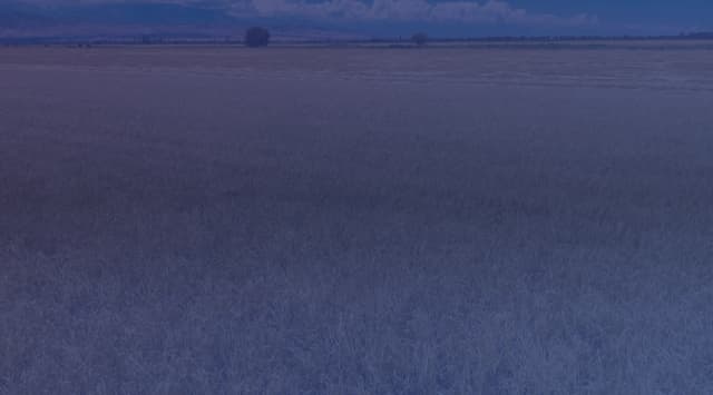 A wide field of golden, dry grass reaching a thin line of trees and low mountains on the horizon under a blue sky with scattered clouds.