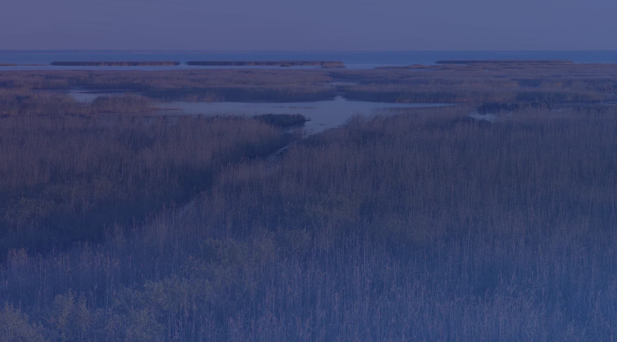 A coastal marsh of golden reed grasses with a winding channel of water leading out to a bay under a soft, pale sky.