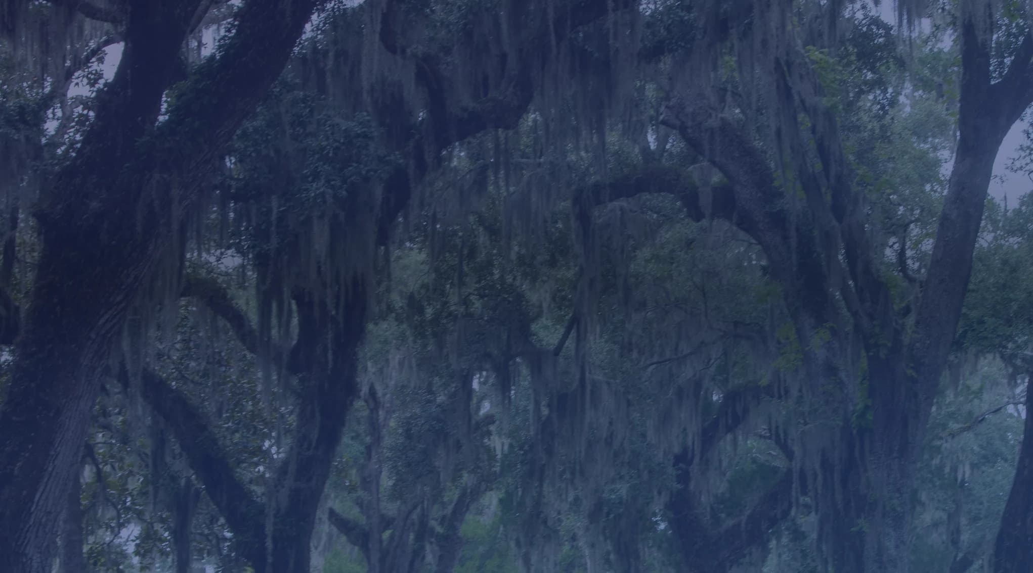 A road running beneath an arch of live oak trees draped with Spanish moss in the Georgia lowcountry.