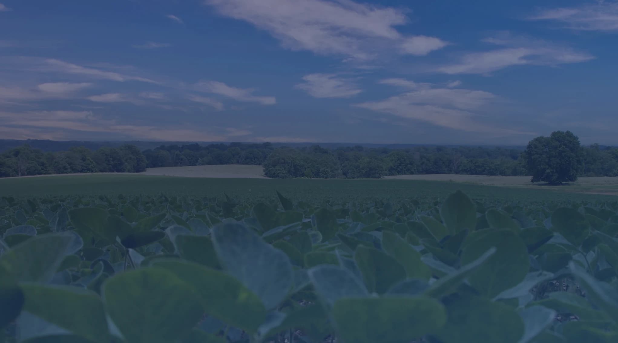 Leafy green crops fill the foreground of a wide farm field that stretches to a distant tree line under a blue sky with wispy clouds.