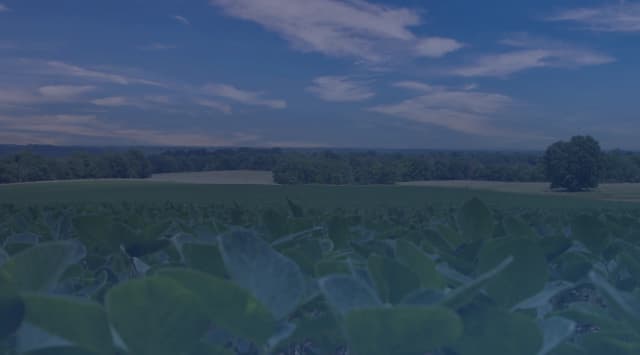 Leafy green crops fill the foreground of a wide farm field that stretches to a distant tree line under a blue sky with wispy clouds.