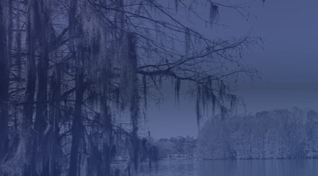 Bare cypress branches draped in Spanish moss hang over calm, still water with a distant tree line.