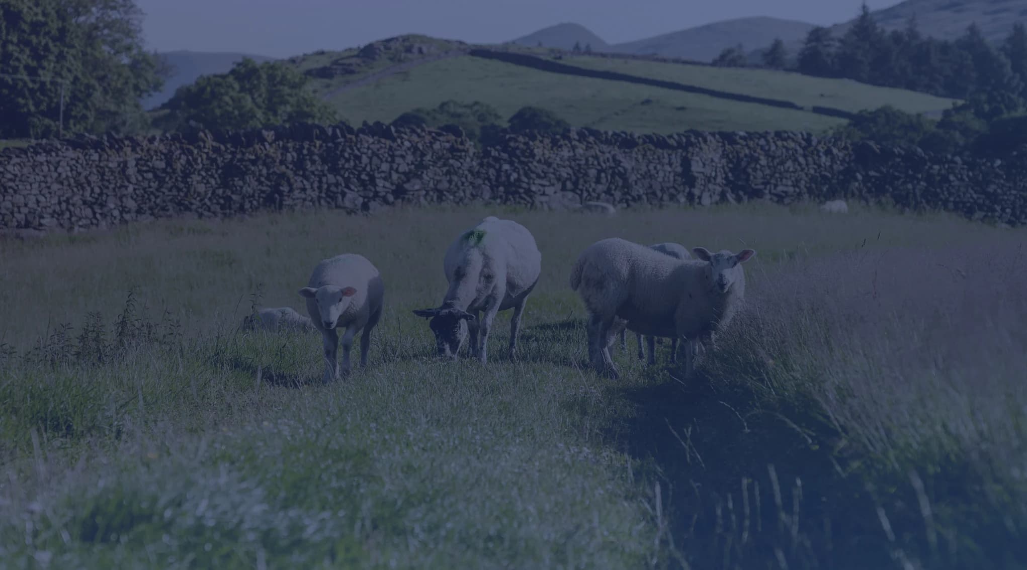 Sheep graze in a green pasture bordered by a low stone wall, with rolling hills behind.