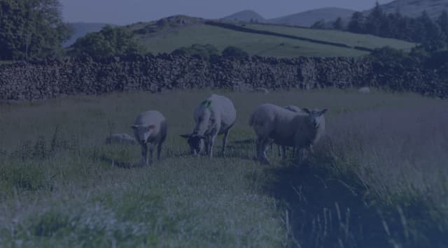 Sheep graze in a green pasture bordered by a low stone wall, with rolling hills behind.