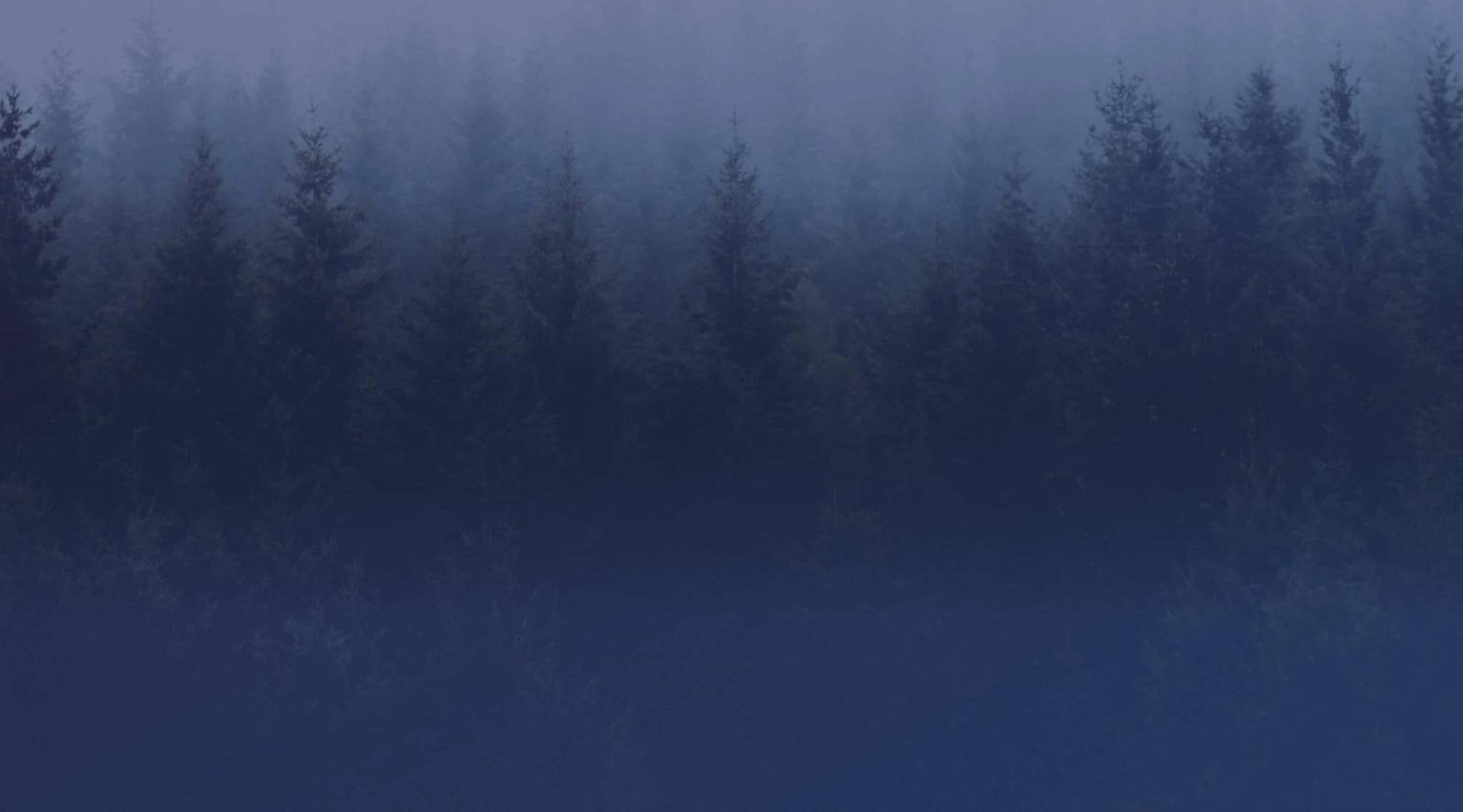 A dense stand of evergreen pine trees fades into low mist under a pale, overcast sky.