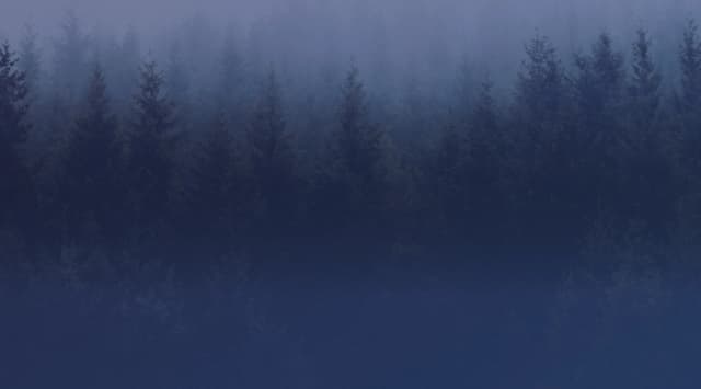 A dense stand of evergreen pine trees fades into low mist under a pale, overcast sky.
