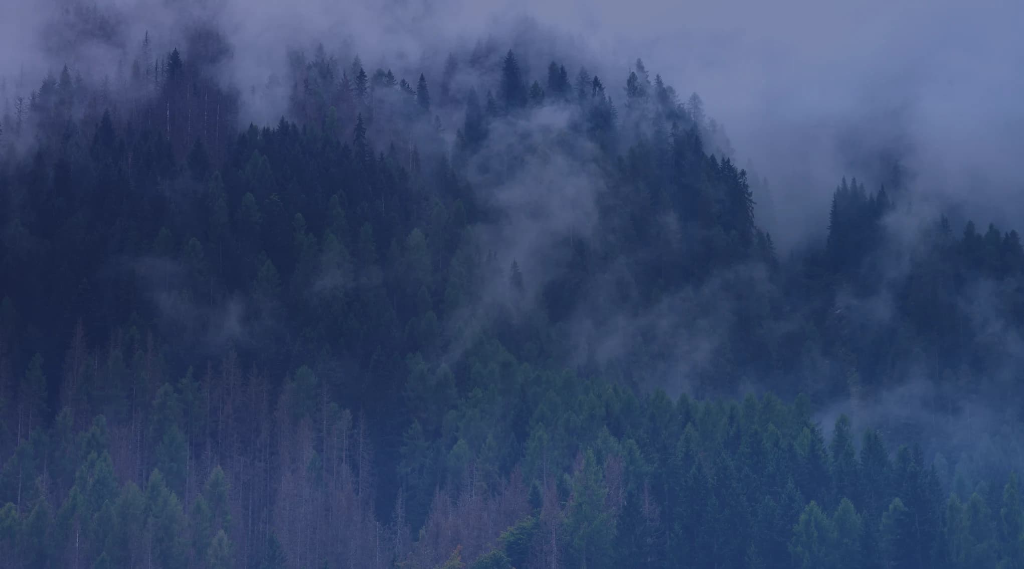 Low fog drifts across a hillside of dense evergreen forest under a pale, overcast sky.
