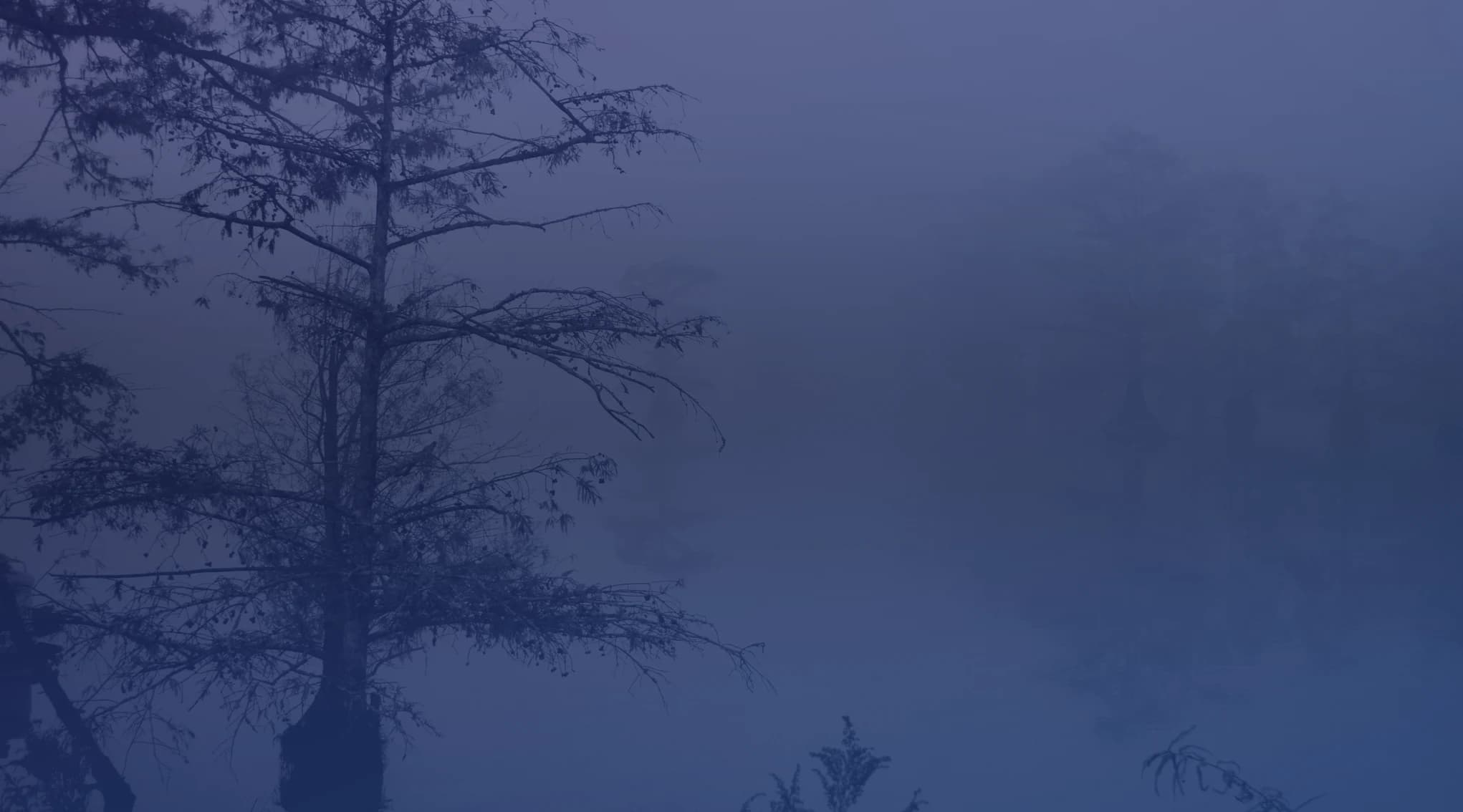 Misty cypress trees rising from a Louisiana swamp at dawn, representing the bayou landscape near Barksdale Air Force Base and Bossier City