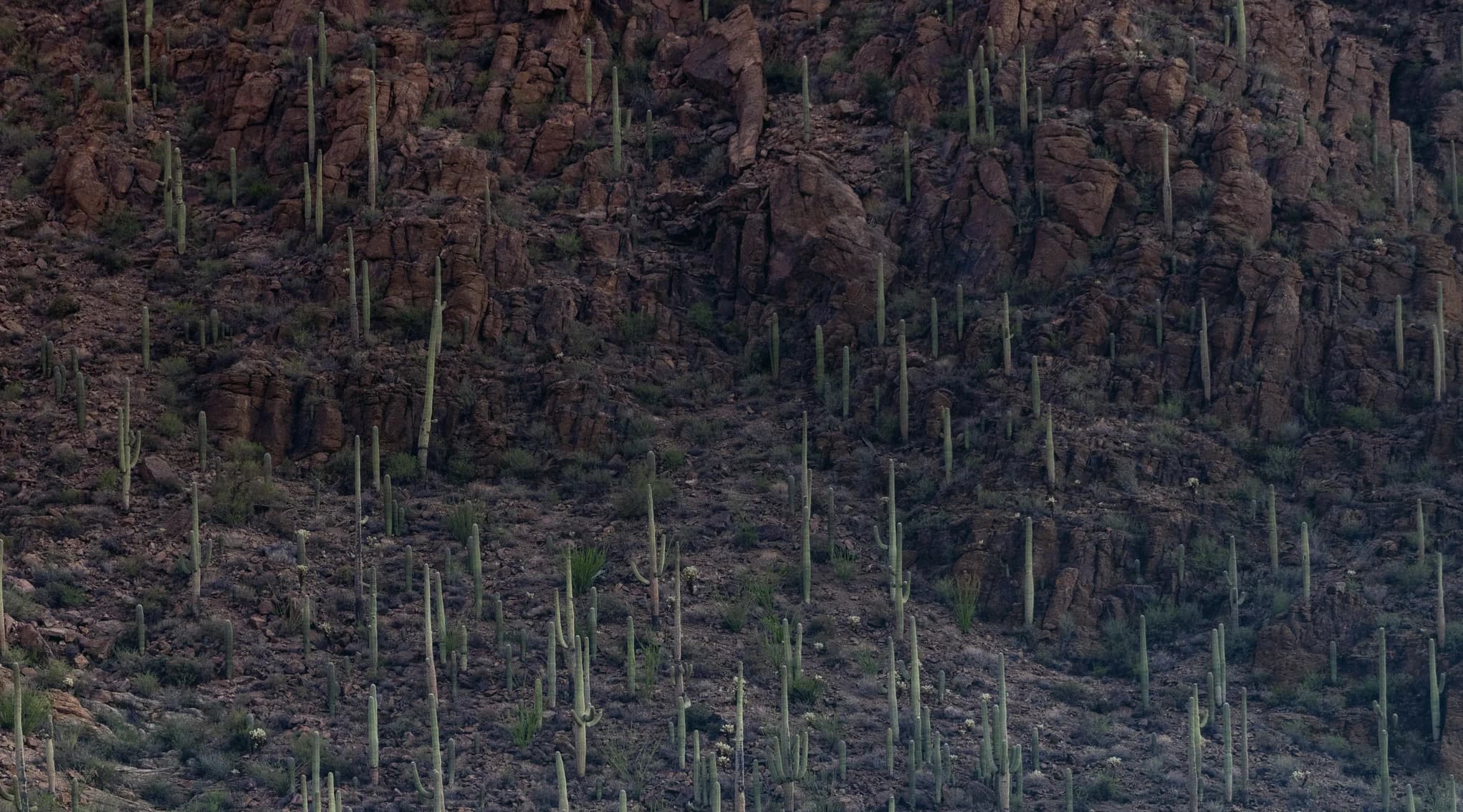 Saguaro cacti covering a rocky hillside in the Sonoran Desert at Saguaro National Park near Tucson, Arizona, with mountains rising in the background