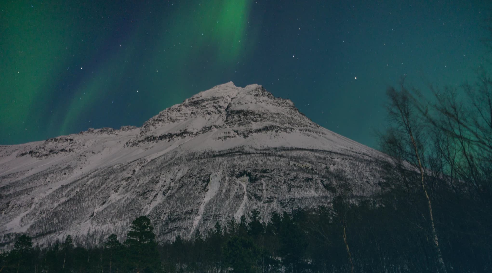 Snow-covered mountain with green aurora borealis streaming overhead and bare birch trees in the foreground, interior Alaska winter night