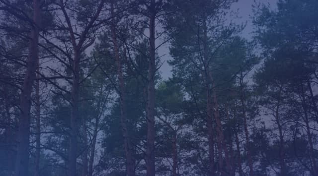 Tall pine trees rising toward a pale sky in a green pine forest, like the Sandhills of central North Carolina.