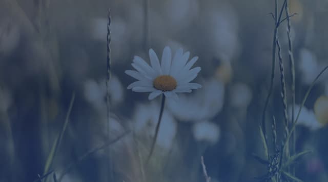 A Central Texas wildflower meadow under an open sky, like the countryside near Killeen and Fort Hood
