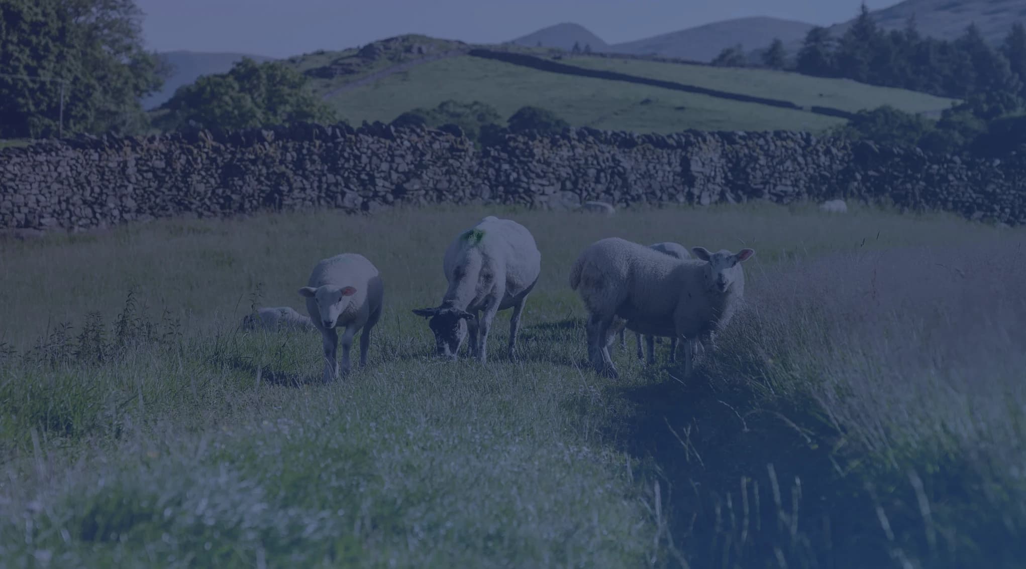 Sheep grazing in a green pasture below rolling hills, like the farm country around Radcliff and Elizabethtown near Fort Knox.