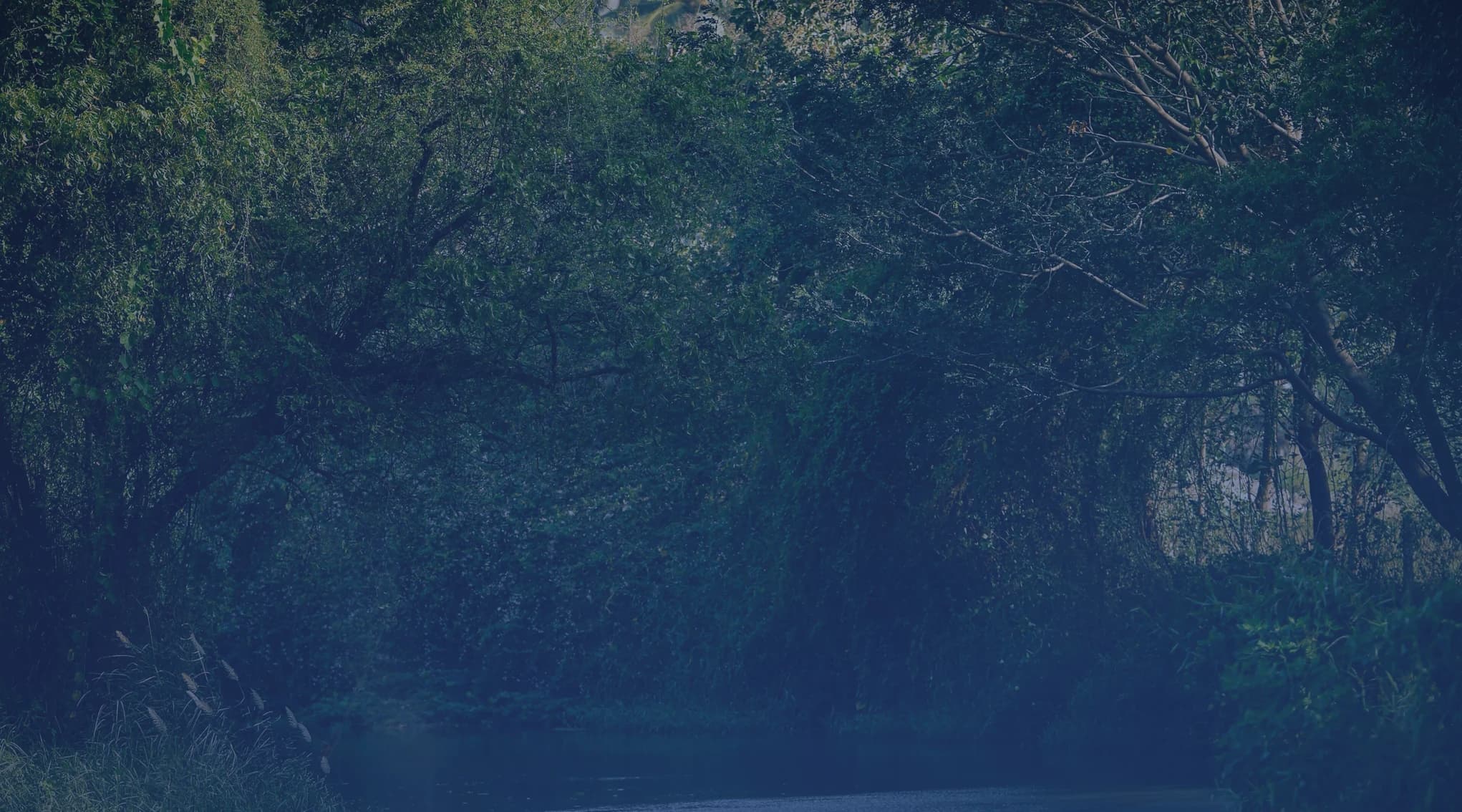 A calm river winding past lush green wooded banks, like the rivers of central Virginia south of Richmond.