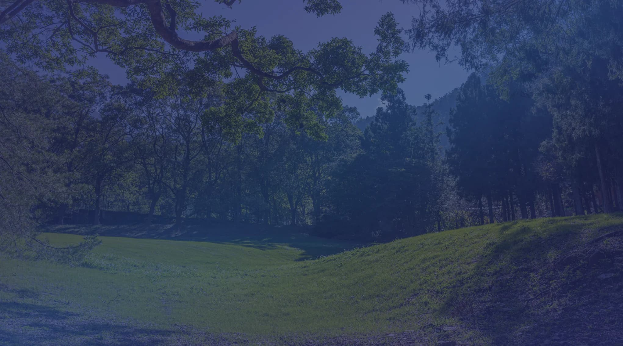 A sunlit green meadow framed by spreading oak trees, like the green parks and Hill Country around San Antonio.