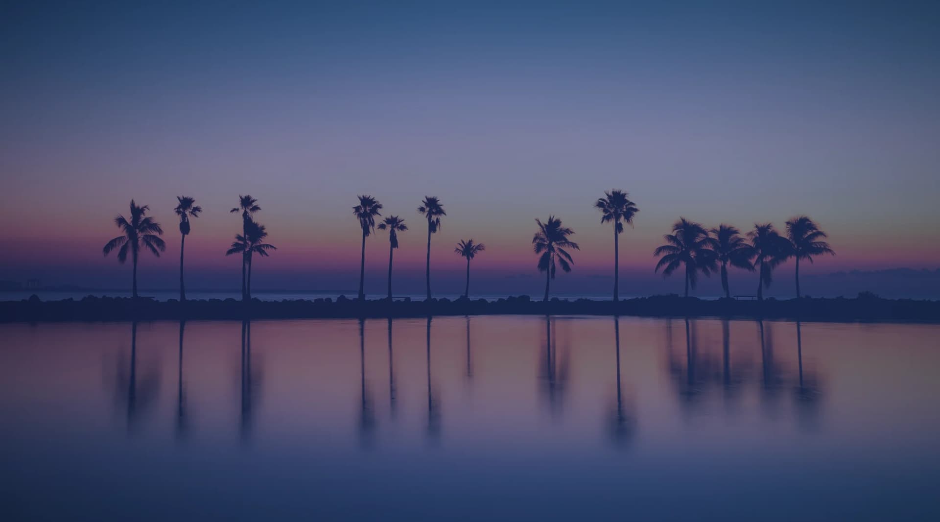 Palm trees silhouetted along a calm bay at dusk, like Tampa Bay near MacDill Air Force Base.