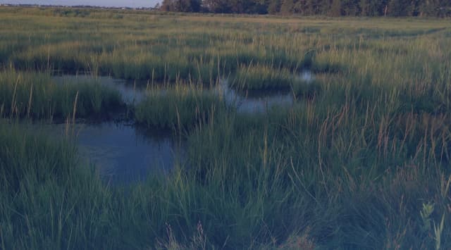 Tidal creeks and salt marsh grass under a wide sky in the South Carolina Lowcountry, similar to the landscape surrounding MCAS Beaufort