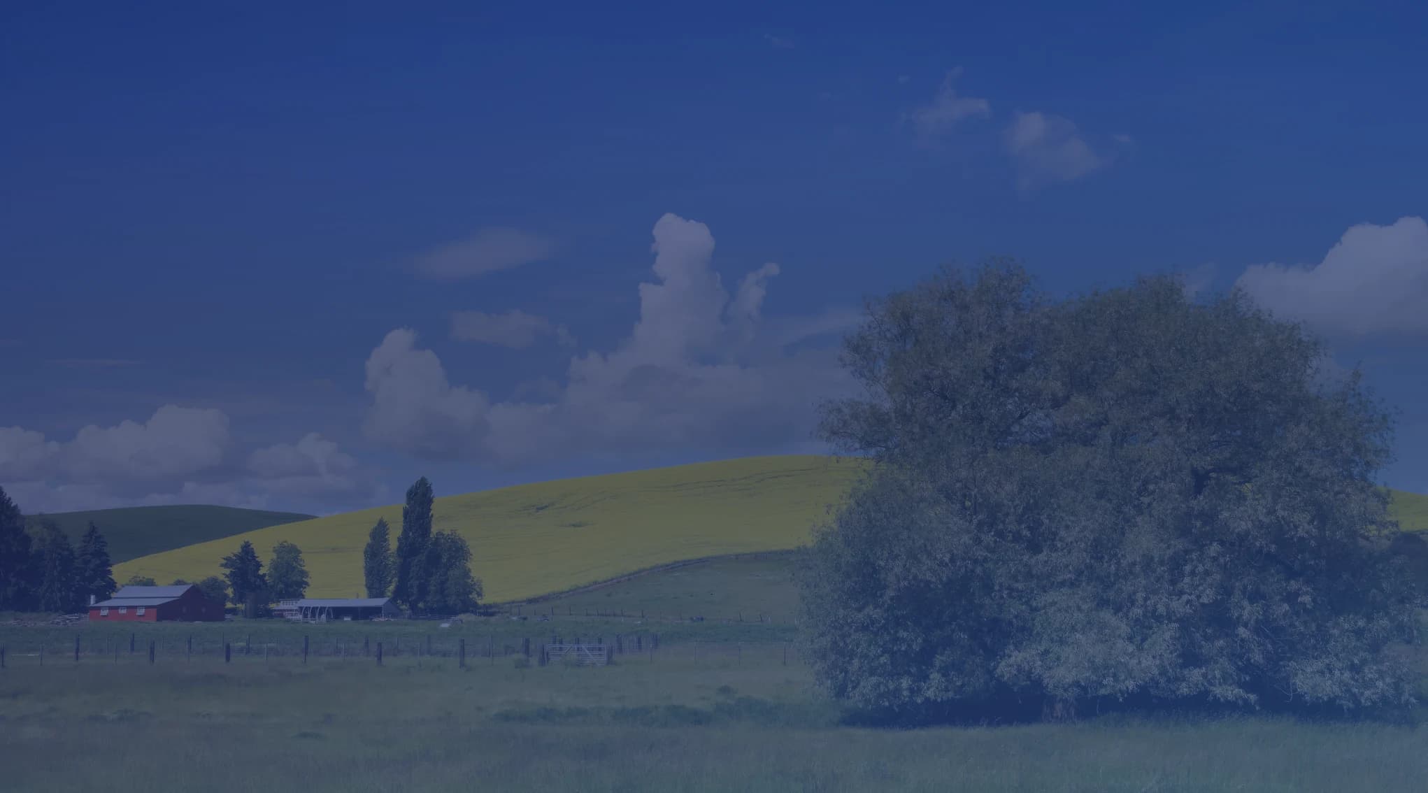 Green pastures, a yellow canola field on rolling hills, a red barn, and a large shade tree under a blue Idaho sky with white cumulus clouds