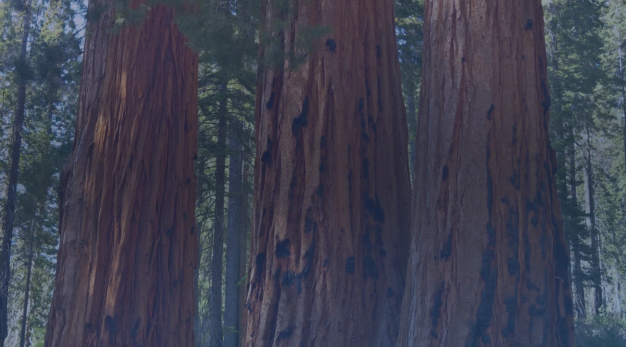 Giant sequoia trees tower along a sunlit forest trail in Sequoia National Park, California, in the Sierra Nevada near the Central Valley