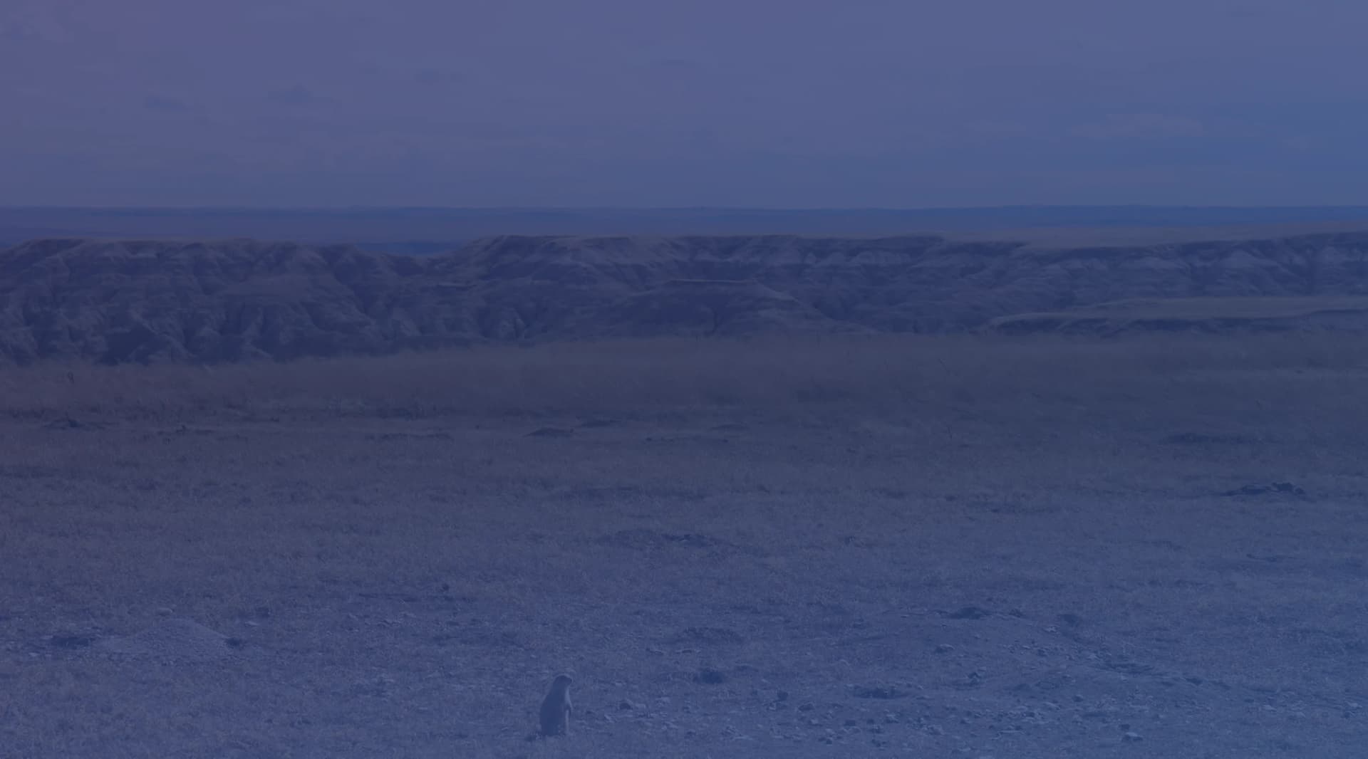 Open, dry grassland with eroded badlands bluffs along the horizon under a pale, cloudy sky.