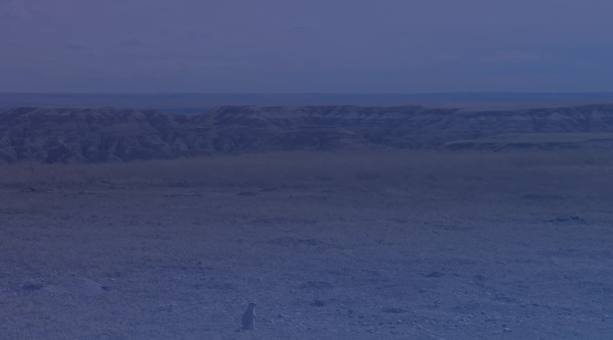 Open, dry grassland with eroded badlands bluffs along the horizon under a pale, cloudy sky.