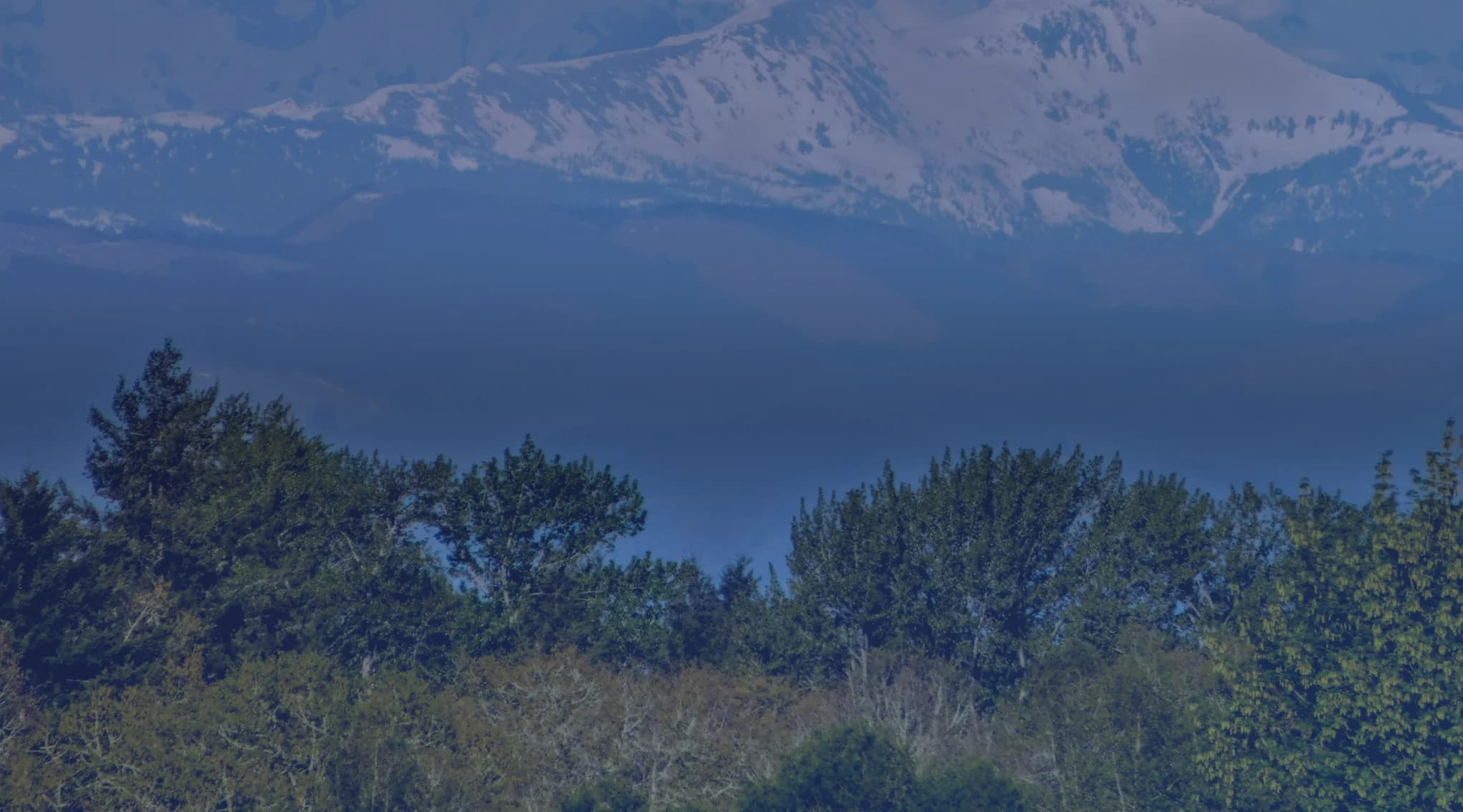 Snow-capped mountains rising behind evergreen forest under a blue sky in Washington State.