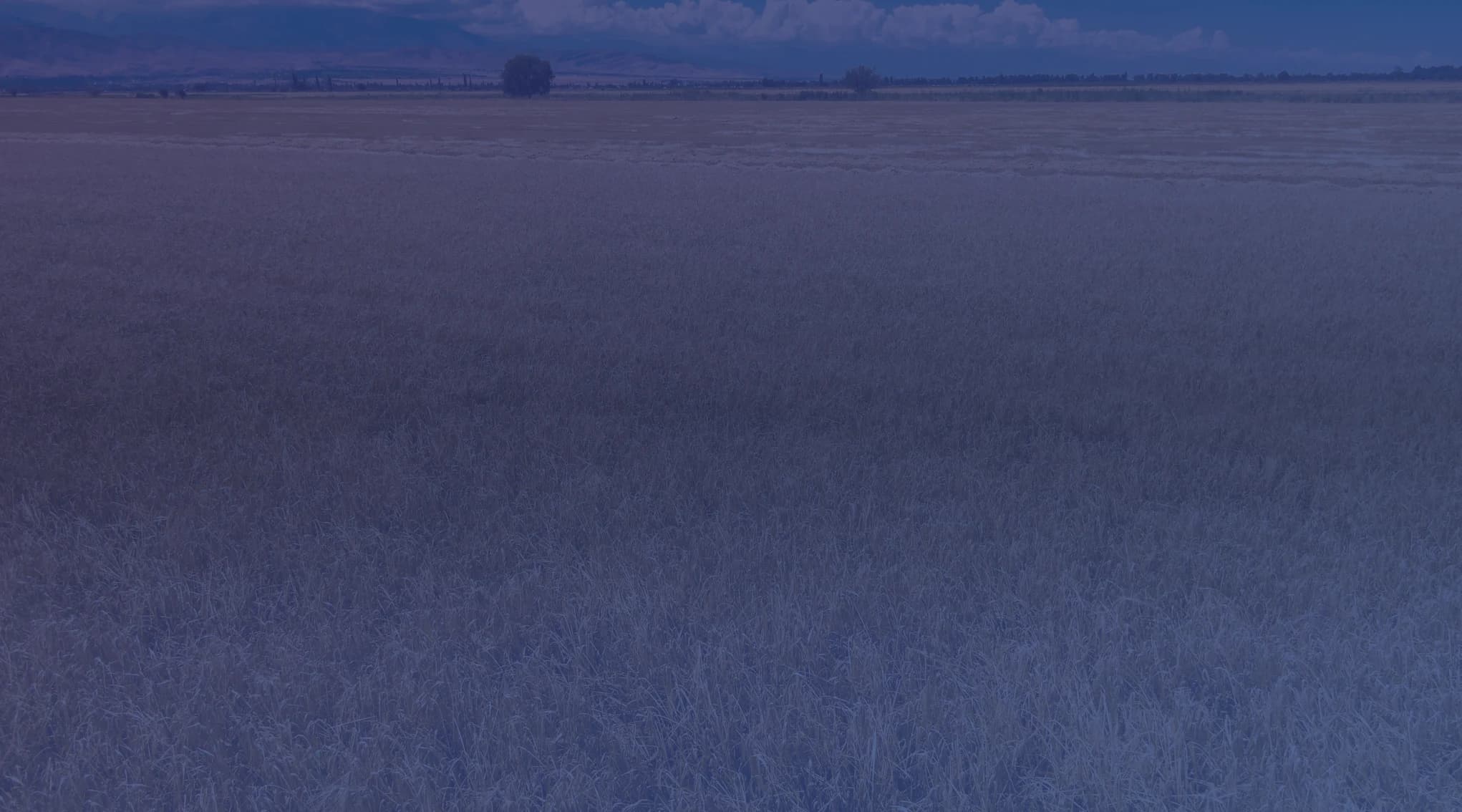 A wide field of golden, dry grass reaching a thin line of trees and low mountains on the horizon under a blue sky with scattered clouds.